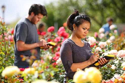 Rose Garden at MCC