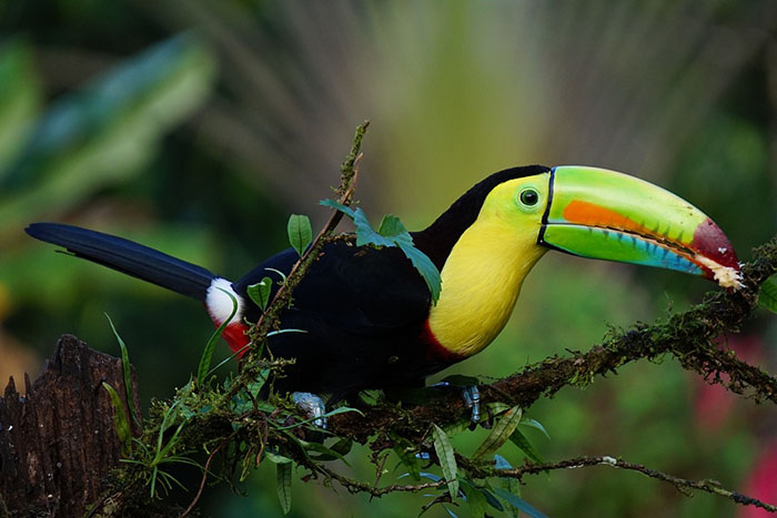 A colorful Keel-billed toucan on a tree branch