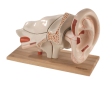 Ear Model