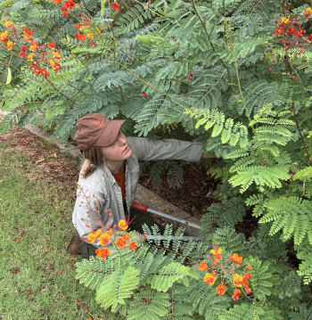 Student pruning shrubs in the arboretum