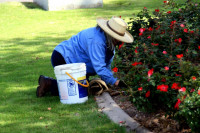 Rosarian working in garden