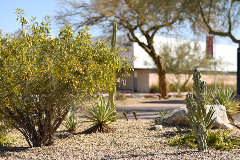 Picture of Cacti, agaves, and other desert species 