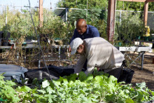 People working in aquaponics system where prawns are grown. 