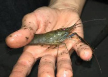 Prawn from MCC aquaponics system