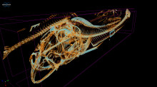 Deep See Fish Xray