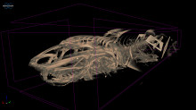 Deep See Fish Xray