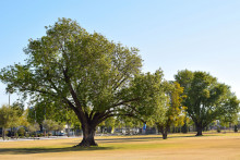 Rose Ash tree