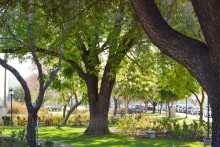 Trees in rose garden