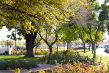 Trees in rose garden